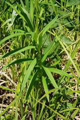 Euphorbia lucida