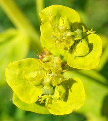 Euphorbia lucida