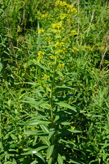 Euphorbia lucida