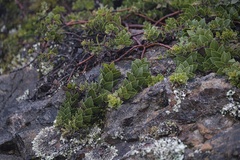 Arctostaphylos imbricata