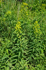 Euphorbia lucida