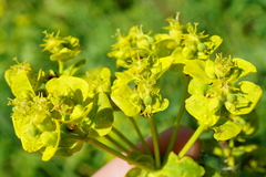 Euphorbia lucida
