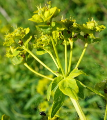 Euphorbia lucida