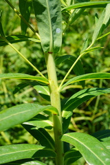 Euphorbia lucida
