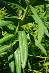 Euphorbia lucida