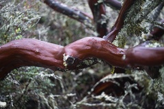 Arctostaphylos montaraensis