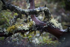 Arctostaphylos montaraensis