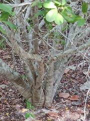 Pithecellobium keyense