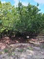 Pithecellobium keyense