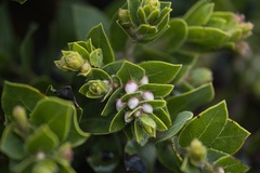 Arctostaphylos imbricata