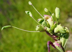 Silene vulgaris