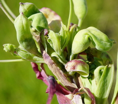 Silene vulgaris