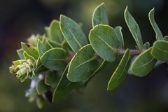 Arctostaphylos imbricata