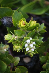 Arctostaphylos imbricata