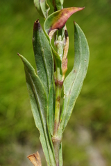 Silene vulgaris