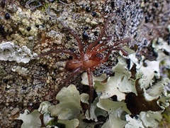 Aliatypus
