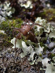 Aliatypus