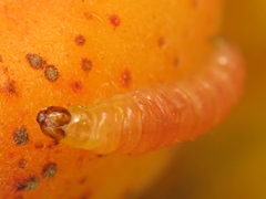 Grapholita funebrana