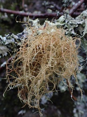 Usnea rubicunda