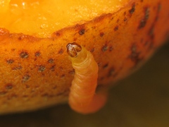 Grapholita funebrana