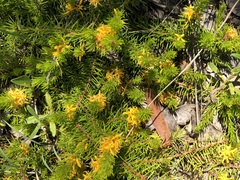 Persoonia chamaepitys