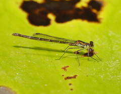 Austrocnemis splendida