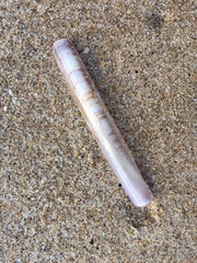 Ensis minor