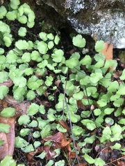 Adiantum jordanii