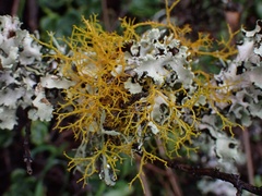 Teloschistes flavicans