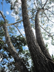 Ceiba