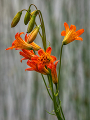 Lilium parvum