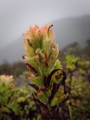 Castilleja wightii