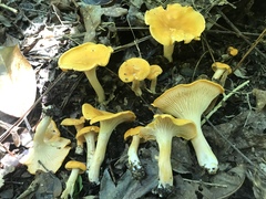 Cantharellus tenuithrix