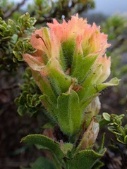 Castilleja wightii