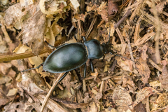 Carabus glabratus