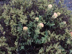 Castilleja wightii