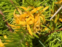 Persoonia chamaepitys