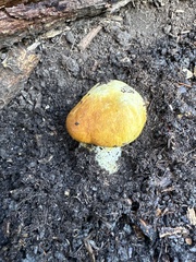 Gymnopilus ventricosus