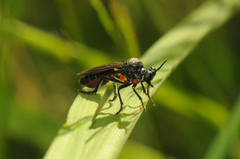 Dioctria atricapilla