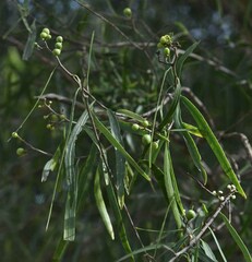 Geijera parviflora
