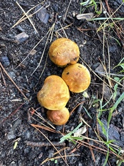 Gymnopilus ventricosus