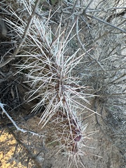 Opuntia tortispina