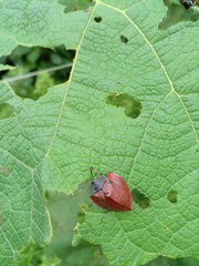 Cyrtonota textilis