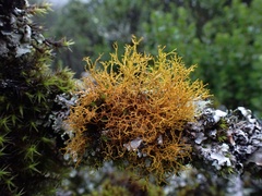 Teloschistes flavicans