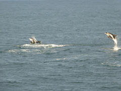Lagenorhynchus albirostris