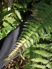 Microlepia marginata