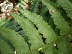 Microlepia marginata