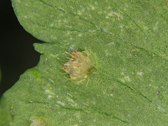 Microlepia marginata