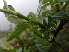 Ceanothus thyrsiflorus
