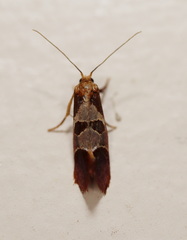 Choristis discotypa